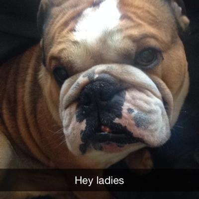 CwYorkie's profile picture. Two cunts just having a laugh