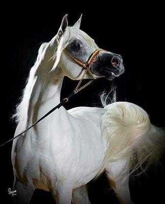 WazaQahtani's profile picture. ‏@‏