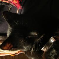 Flea the Cat (@flea_cat) 's Twitter Profile