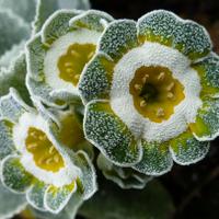 swallowfieldsnursery (@swallowfields1) 's Twitter Profile