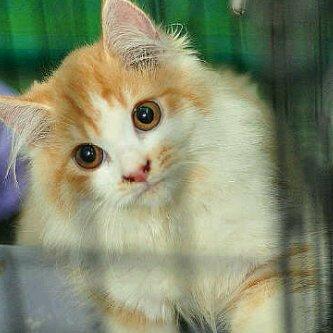 adopsi kucing, pemacakan (kawin) kucing RAS hub 085270847017 pin bb 32199C1E lokasi kota medan