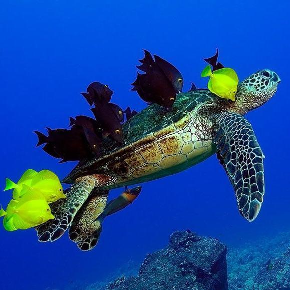 Casa de Áak is a non-profit organization that works to protect sea turtles by establishing the first hatchery in Champerico Guatemala.