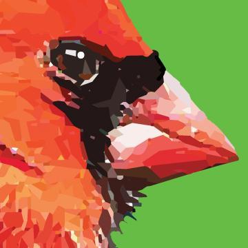 imagemaker, designer, educator, birder