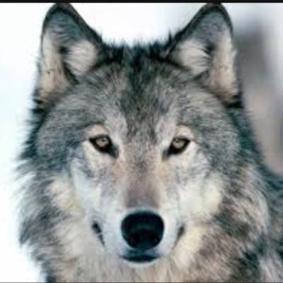 Im obsessed with Once Upon A Time, Teen Wolf, and The Vampire Diaries. Robbie Kay and Nina Dobrev are Life. Dont ask about my profile pic, its an inside joke.
