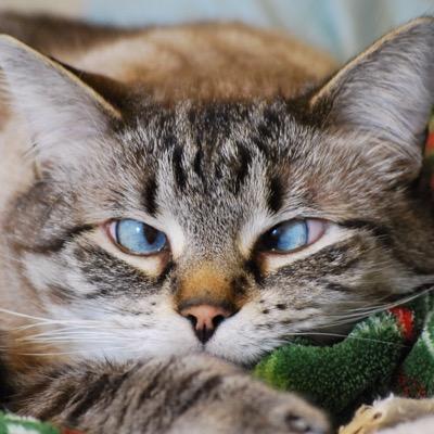 Hi my name is Baby. I'm a crossed-eyed Siamese/Tabby that lives with three other cats. Welcome to my World!!  Follow me on instagram @BabysKittyKatWorld