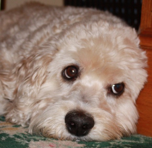 I am a goofy and mellow-as-jello Cockapoo. I make my family laugh a lot. When not savoring my relaxation on the sofa, I love getting into trouble.