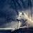 senol974's profile image