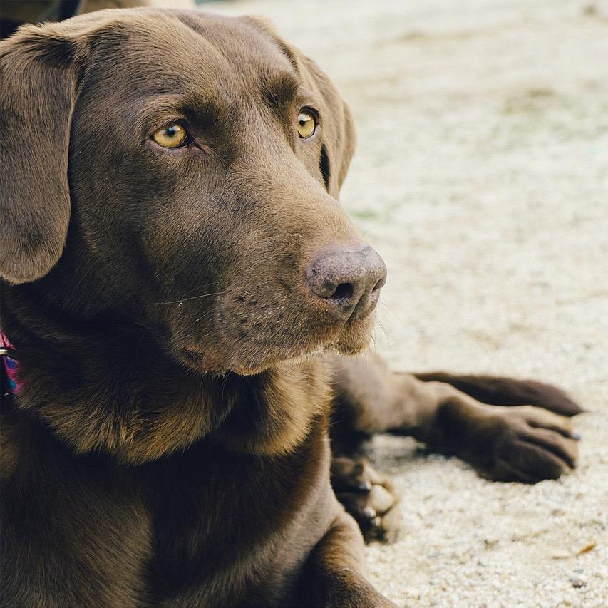 Inspiring Pet Photography - showcasing pet photographers (check out our Be Featured page) and photography tips