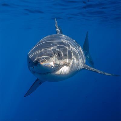 Great white shark photography by George T. Probst