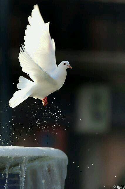 ghaliah0072's profile picture. 