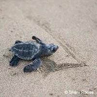 Deb (@sylverdeb) 's Twitter Profile