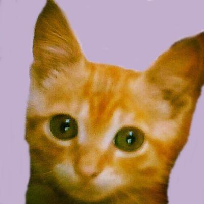 Uma meiga e sincera filhote de felinos. Amo minha pantufa-cama, filosofia e bobagens. Bem vindos!