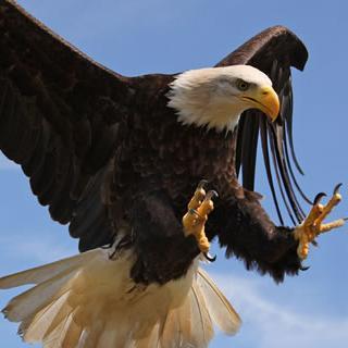 Forex eagle rock