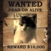 Here Kitty Kitty (@jumpingkittykat) 's Twitter Profile