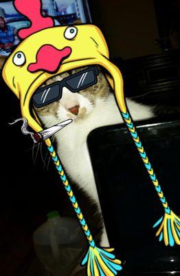 fun cats