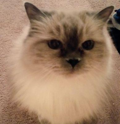 I Strive to be the laziest cat ever.Enjoy catnip & long naps.#Garfield #Tomandjerry #catsrule Also enjoy waking up humans at 3am