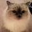 MaizeyCat's profile image