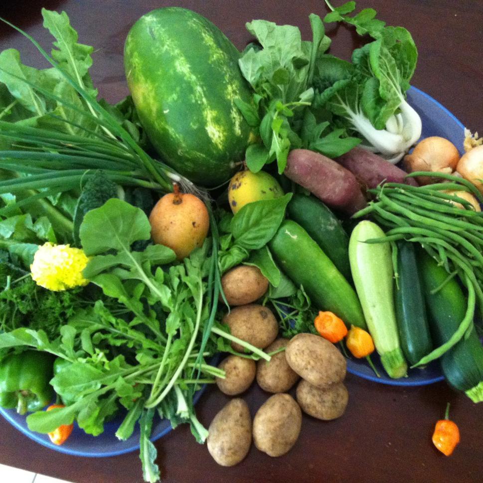 foodprojectaus's profile picture. 