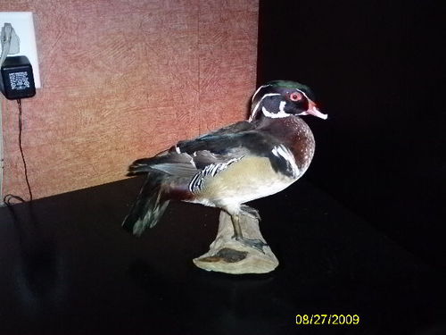 danszx10r's profile picture. 