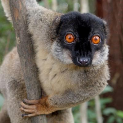 Brandothelemur's profile picture. fuck with me ya little stupid ass bitch i will take my lemur tail and slice u in half bitch dont u dare fuck with me