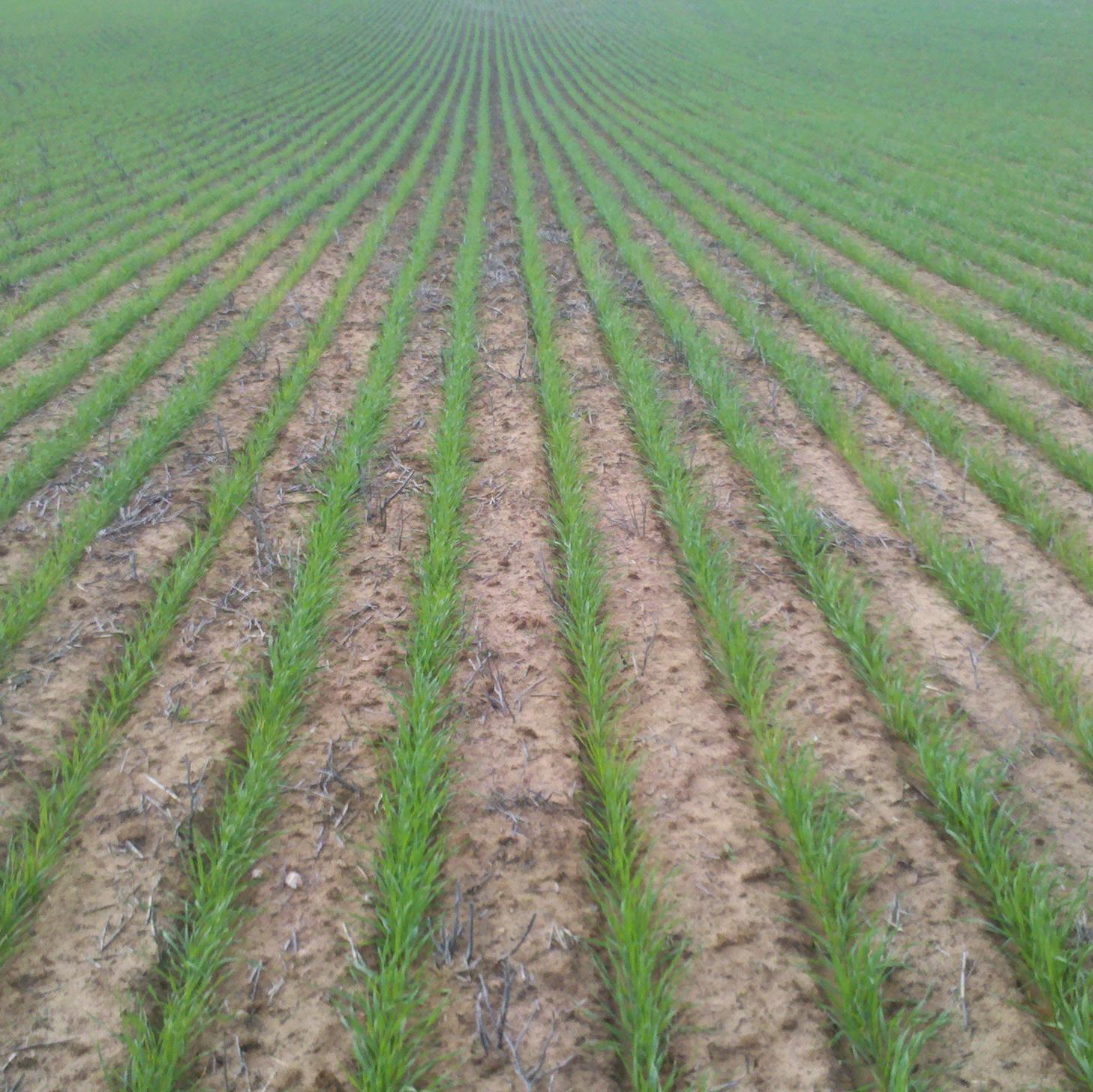 Mixed farmer on upper Eyre Peninsula.