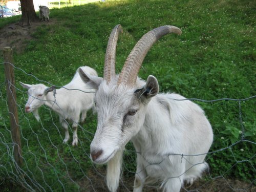 grazing15's profile picture. 