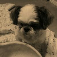 COO (@coo123walking) 's Twitter Profile