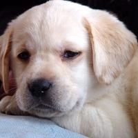 Cute Pet Pics (@lovablepetpics) Twitter profile photo