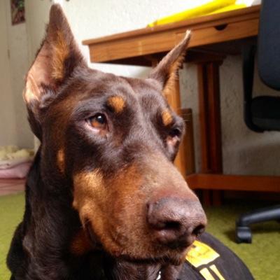 Órgano de comunicación vecinal impreso y electrónico.Promovemos buenas practicas económicas, sociales, ambientales y el bienestar de los perros y de los gatos.