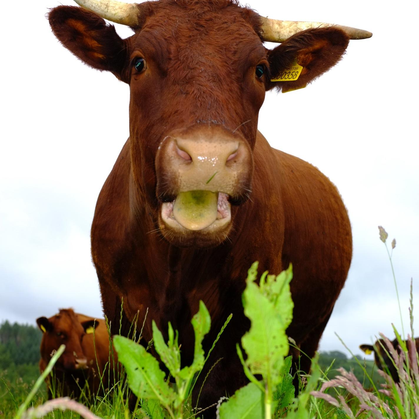 #regenag mixed farming in Cornwall, UK. #agroecology @pastureforlife @BDassociationUK #Demeter #soil @WellieLevel