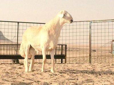 *··نترزق الله في بيع وشراء الاغنام الحريه··*
