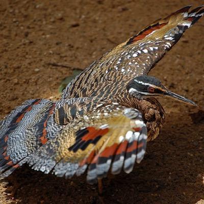 MutualEarth's profile picture. Wildlife Photography. Even the ordinary is extraordinary- it doesn't have to be exotic to be interesting or beautiful. Includes Postcards From The Hedge blog.