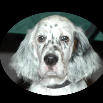 Alles over honden puppy's hondenvoeding opvoeden van een hond aanschaf van een pup te vinden op hondenwereld de vraagbaak voor hondenfokkers