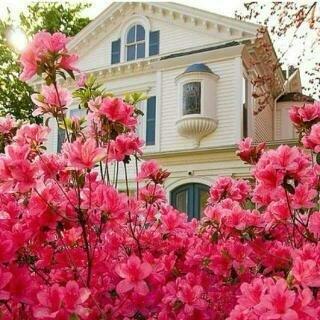 shahada321's profile picture. 