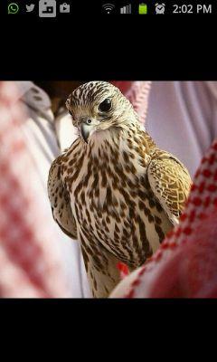 ‏‏يسعد صباح امي ويسعد مساها
 / ويسعد جميع اللي على صفحتي مر @
ويالله عسى ربي يحقق رجاها / 
في جنته تبعد عن البرد والحر