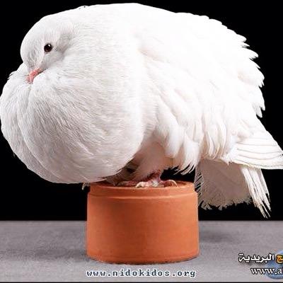 سوف تكون هناك مقاطع قصيرة للآية و تفسيرها بالعربي و الانجليزي ساعدنا في النشر و الدعم و لك مثل اجرنا ...