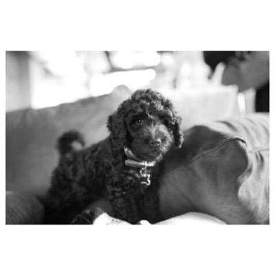 grande_black's profile picture. my mum is @arianagrande I'm new dog on grande family I love playing with my mom,sisters,brothers and dad @bigsean and i love my fan @serena1144