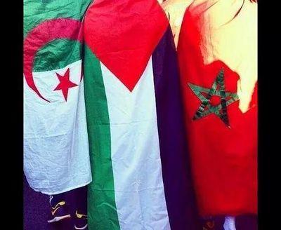 Palestine608's profile picture. 