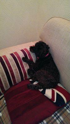 Manchester United  Fan, keen gardener,  enjoys reading, tea drinking, dog walking my lovely yorkiepoo Susie,  attempts patchwork quilting,  Lincoln