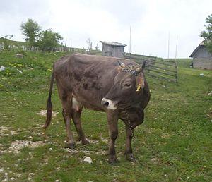 bushkata's profile picture. 