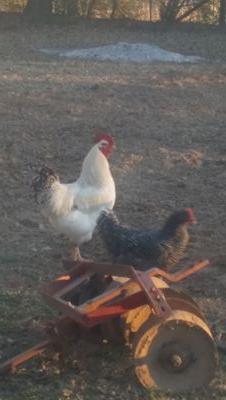 chickenmaam's profile picture. 