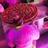 brownhr4ever's profile image