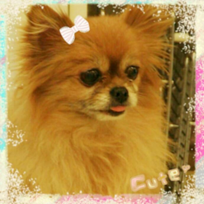 หมาสวย! หมาเริ่ศ! ดีกรีซุปเปอร์สตาร์ ต้องหมาของ ลีฮยอกแจ!  ลี ช็อคโก้! #chocohyukjae ปีศาจน้อย /ฟอลได้ไม่กัด  // บอทแรก: 26 มีนาคม 2012(ย้ายแอคมา)