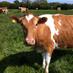 Berkeley farm dairy (@bfdairy) Twitter profile photo Berkeley farm dairy (@bfdairy) Twitter profile photo