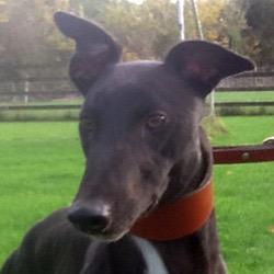 JohnCuckow's profile picture. Lives in Kilcreggan. Support Gillingham FC. Loves Greyhound Racing. Member of the Champagne Club, come on the Bubblies!