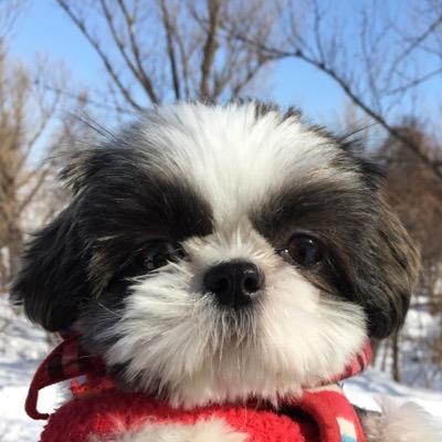 サッカー⚽️とカーリング🥌が大好き。 休みの日は愛犬ジュリエッタさんとのお出掛けが楽しみでしたが2022/10/30に突然他界し喪失感を抱えたまま、北海道コンサドーレ札幌のゴール裏で全力応援しています。カーリングも大好きで男女問わず応援しています🥌最近はプレーする楽しさも覚えてきました。