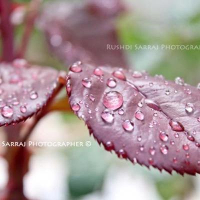 mis_alshaer's profile picture. رأيت الذنوب تميت القلوب ..وقد يورث الذل ادمانها..
وترك الذنوب حياة القلوب ..وخير لنفسك عصيانها..