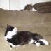 Bubba & Moochie (@bubbathebandit) Twitter profile photo