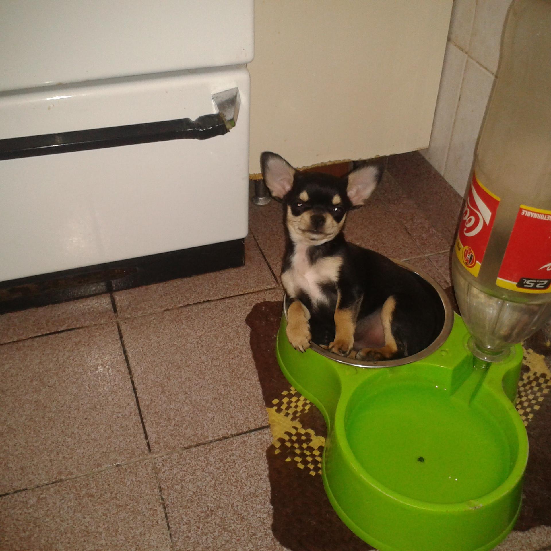 chihuahuasbeld1's profile picture. 