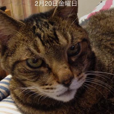 bany_bany_411's profile picture. 猫ちゃま第一🩷🐈‍⬛ファースト人間           ⚾️大谷翔平選手で毎日勇気貰ってます❣️          可愛い可愛い黒猫のみーこがいます🐈‍⬛😸